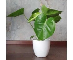 Monstera deliciosa