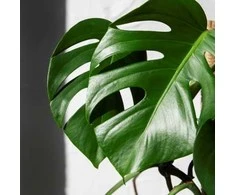 Monstera deliciosa, 100 cm