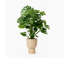 Monstera deliciosa, 100 cm
