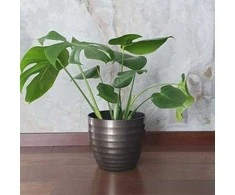 Monstera deliciosa