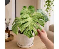 Monstera deliciosa Bulbasaur