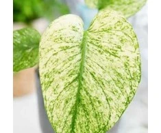 Monstera deliciosa Mint