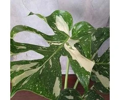 Monstera deliciosa Thai Constellation