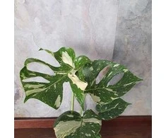Monstera deliciosa Thai Constellation