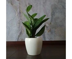 Monstera karstenianum