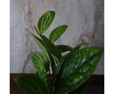 Monstera karstenianum