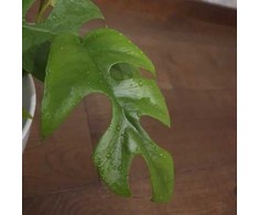 Monstera Minima