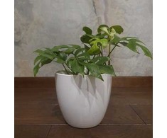 Monstera Minima