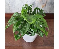 Monstera Monkey Mask
