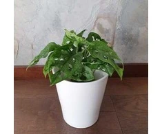 Monstera Monkey Mask