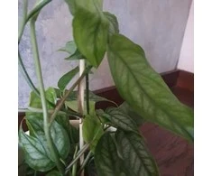 Monstera siltepecana