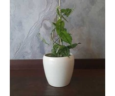 Monstera siltepecana