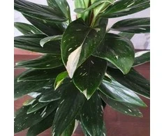 Monstera standleyana Variegata