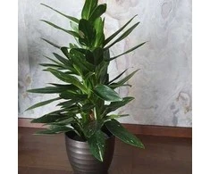 Monstera standleyana Variegata