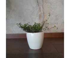 Muehlenbeckia complexa