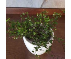 Muehlenbeckia complexa
