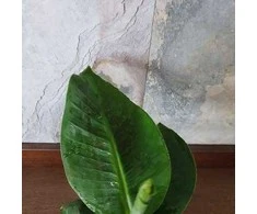 Musa Oriental Dwarf