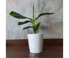Musa Oriental Dwarf