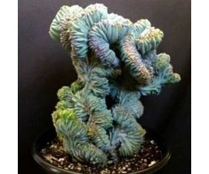 Myrtillocactus geometrizans f. cristata