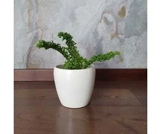Nephrolepis exaltata Emina