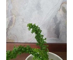 Nephrolepis exaltata Emina