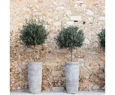 Olea europaea