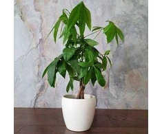 Pachira aquatica
