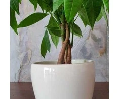 Pachira aquatica