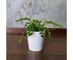 Pellaea rotundifolia