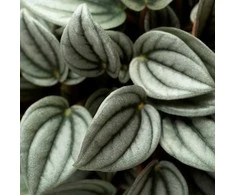 Peperomia albovittata Napoli Night