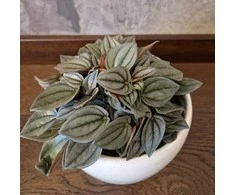 Peperomia albovittata Napoli Night