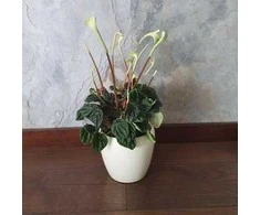 Peperomia caperata Lilian