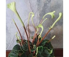 Peperomia caperata Lilian
