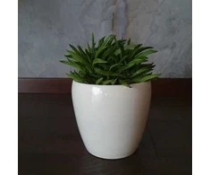 Peperomia ferreyrae Happy Bean