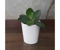 Peperomia obtusifolia Raudona Margin