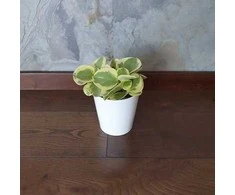 Peperomia Obtusifolia Variegata