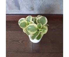 Peperomia Obtusifolia Variegata