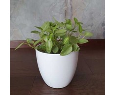 Peperomia orba Pixie Lime