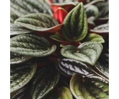 Peperomia Rosso