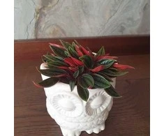 Peperomia Rosso