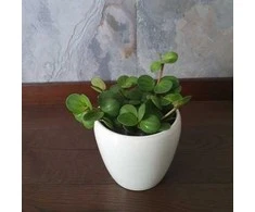 Peperomia tetraphylla Hope