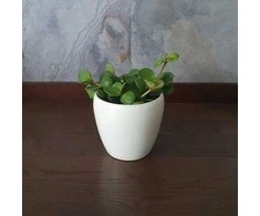 Peperomia tetraphylla Hope