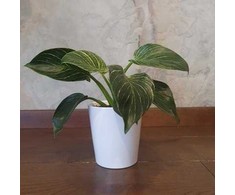 Philodendron Birkin