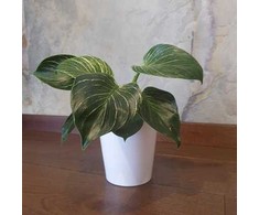 Philodendron Birkin