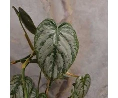 Philodendron brandtianum