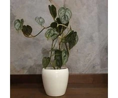 Philodendron brandtianum