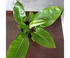 Philodendron erubescens Imperial Žalias