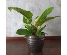 Philodendron erubescens Imperial Žalias