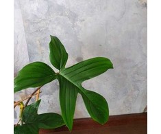 Philodendron florida