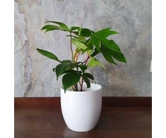 Philodendron florida